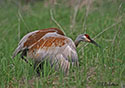 Grus canadensis